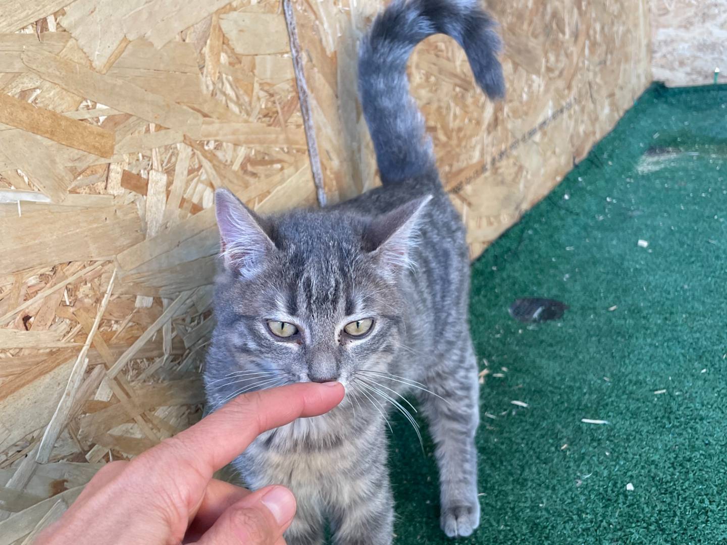 Adotta un gatto, femmina, 4 mesi, Sud