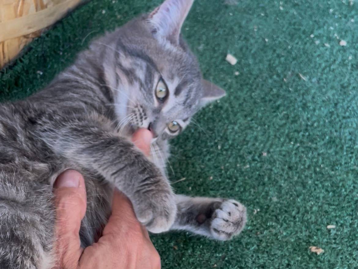 Adotta un gatto, taglia non valida, femmina, Sud