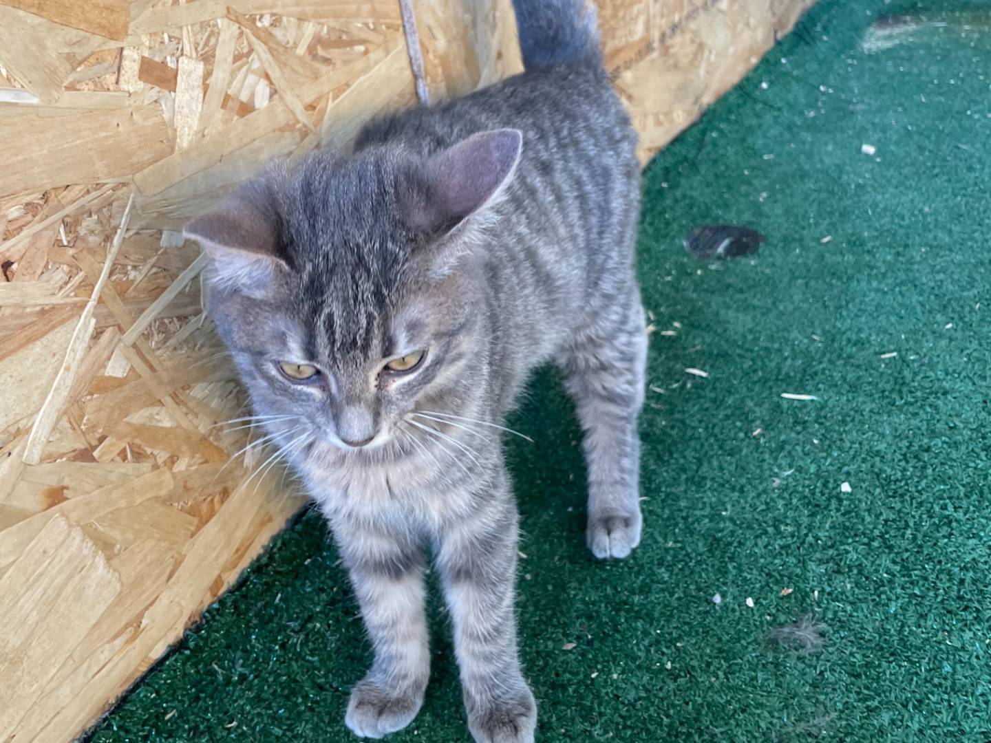 Vuoi adottare un gatto a Sud?