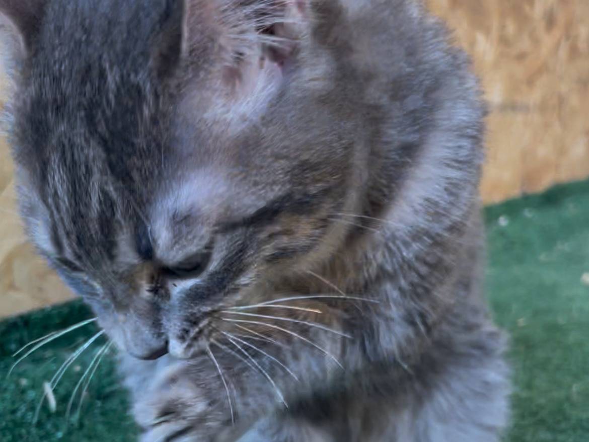 Adotta il gatto Grace a Sud