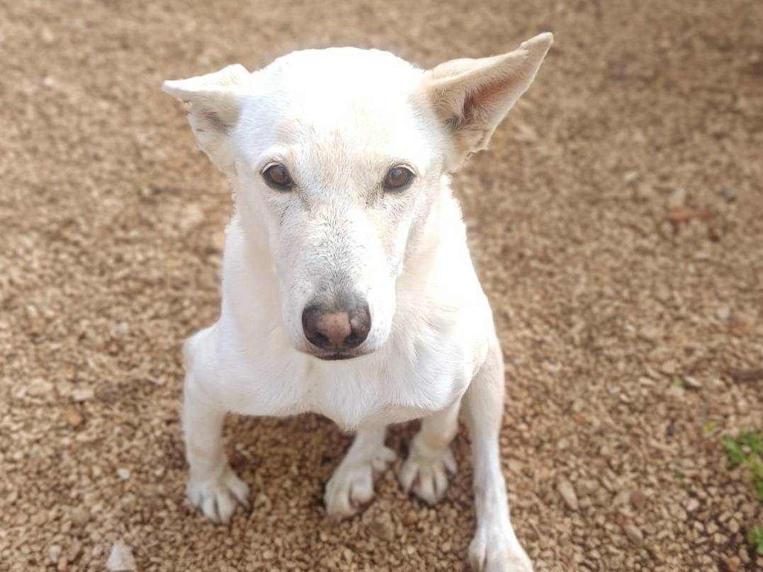 Adozione cane, femmina, Razza sconosciuta Razza sconosciuta, 12 anni e 7 mesi, taglia media, Pavia