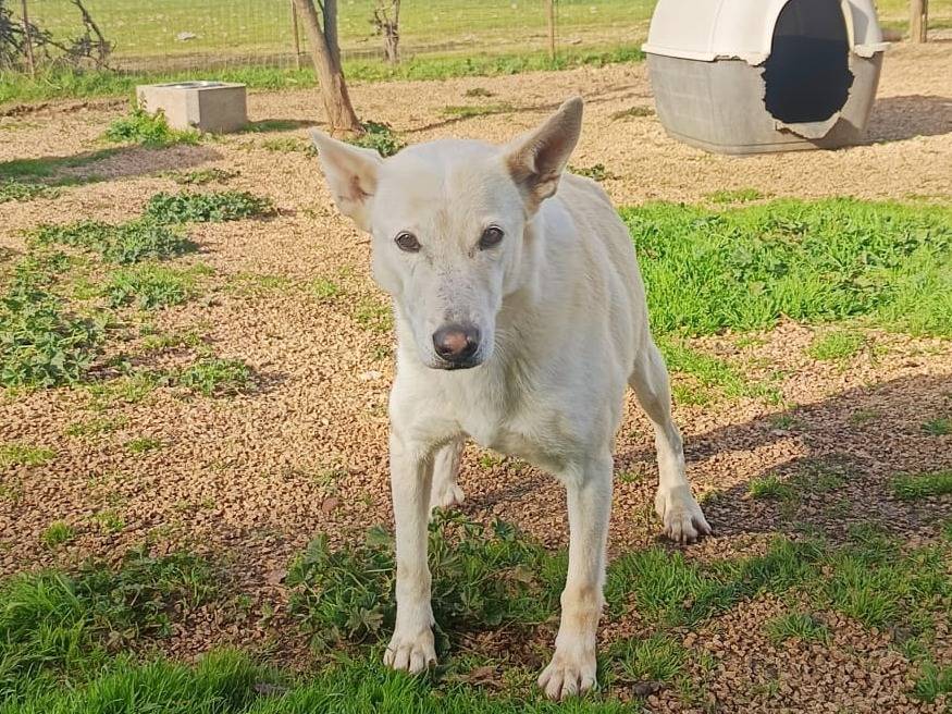 Adotta un cane, taglia media, femmina, Pavia