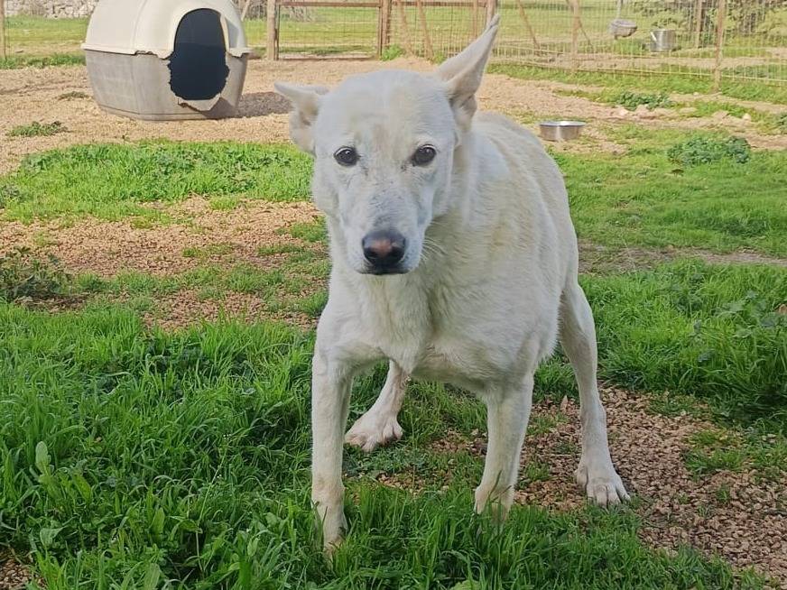 Adotta il cane Bianchina a Pavia