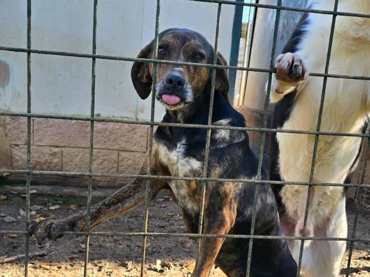Adozione cane, femmina, Segugio Razza sconosciuta, 6 anni e 2 mesi, taglia media contenuta, Avellino