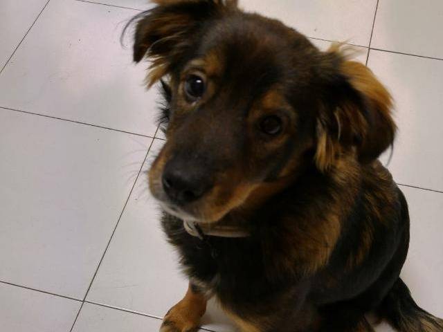 Adozione cane, maschio, Razza sconosciuta Razza sconosciuta, 3 anni e 4 mesi, taglia piccola, Avellino