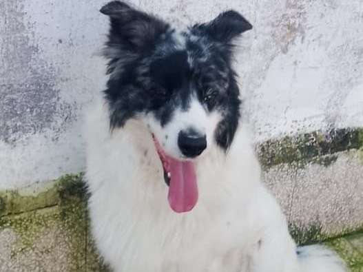 Adozione cane, maschio, Razza sconosciuta Razza sconosciuta, 2 anni e 1 mese, taglia media, Barletta