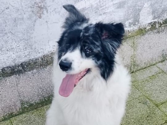 Adotta un cane, maschio, 2 anni e 1 mese, Barletta