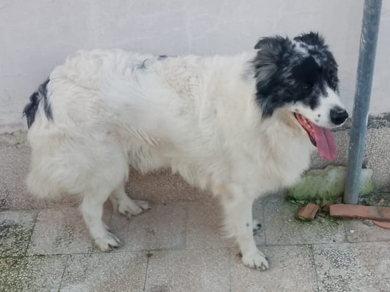 Vuoi adottare un cane a Barletta?