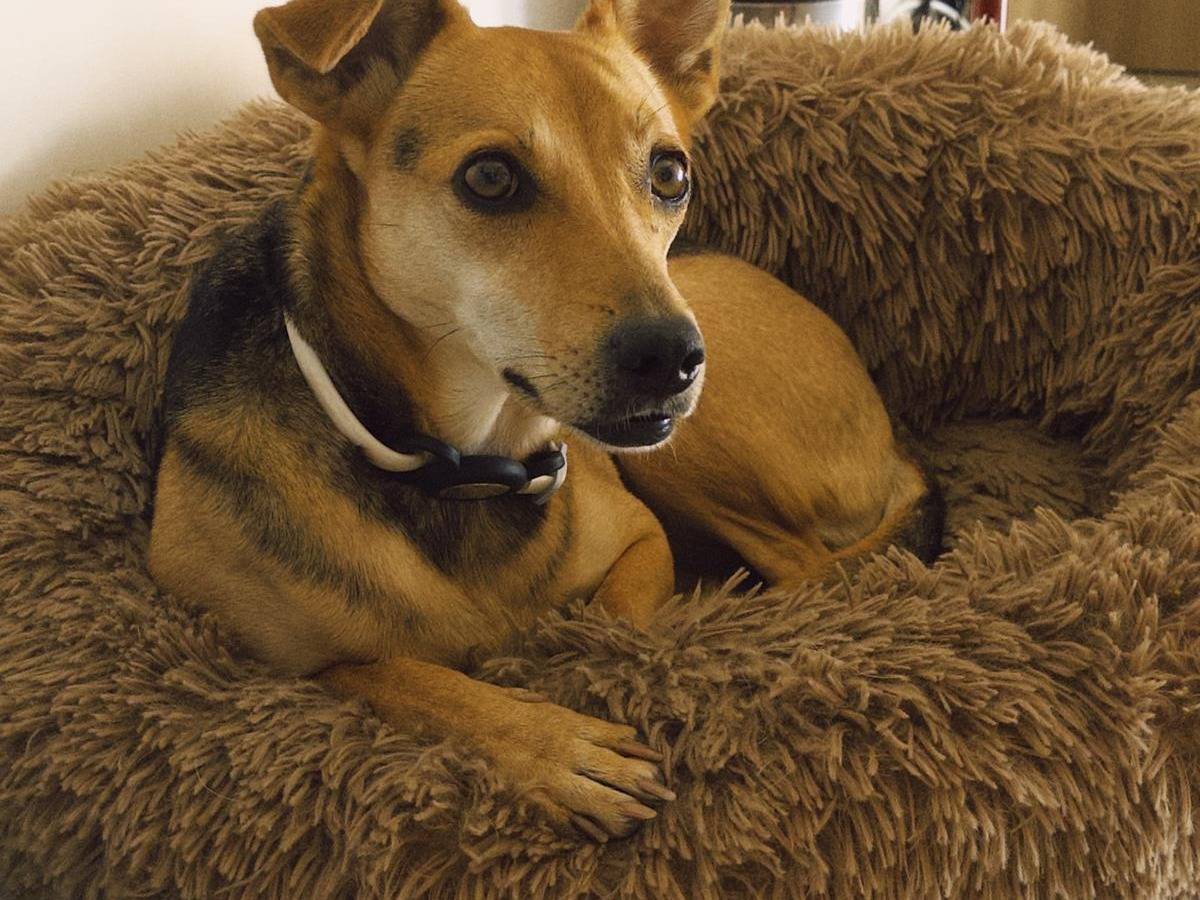 Adozione cane, femmina, Razza sconosciuta Razza sconosciuta, 3 anni e 4 mesi, taglia media contenuta, Avellino