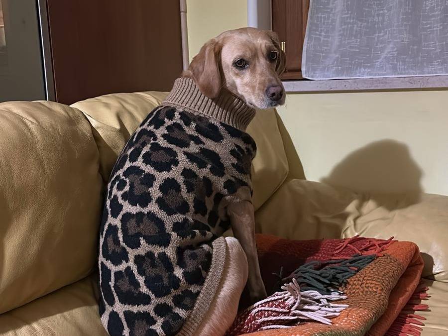 Adozione cane, femmina, Razza sconosciuta Razza sconosciuta, 2 anni e 6 mesi, taglia media, Avellino