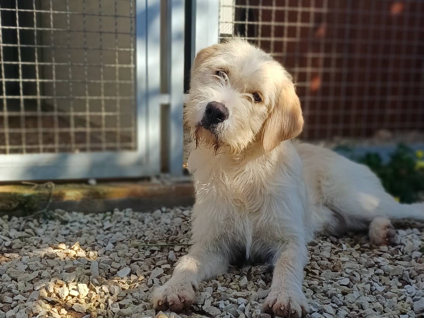 Adozione cane, maschio, Razza sconosciuta Razza sconosciuta, 11 mesi, taglia media, Ragusa