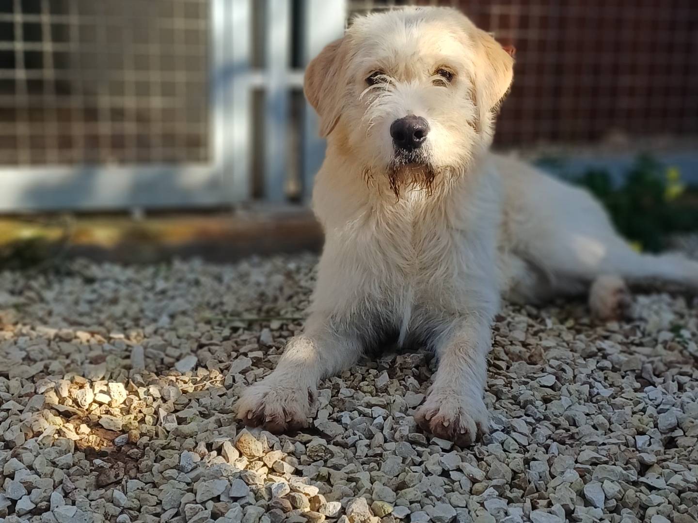 Adotta un cane, maschio, 11 mesi, Ragusa