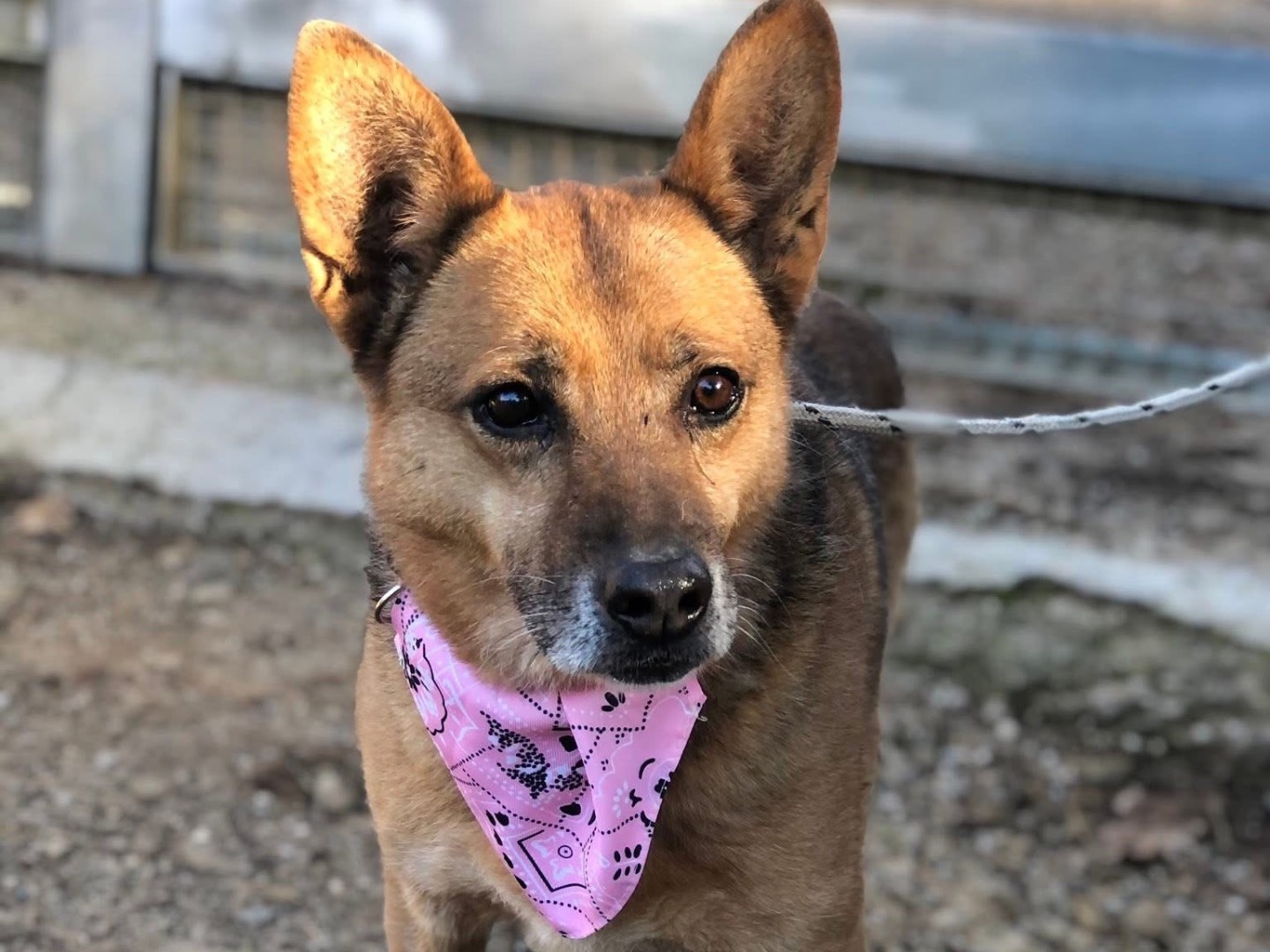 Adotta un cane, femmina, 9 anni, Latina