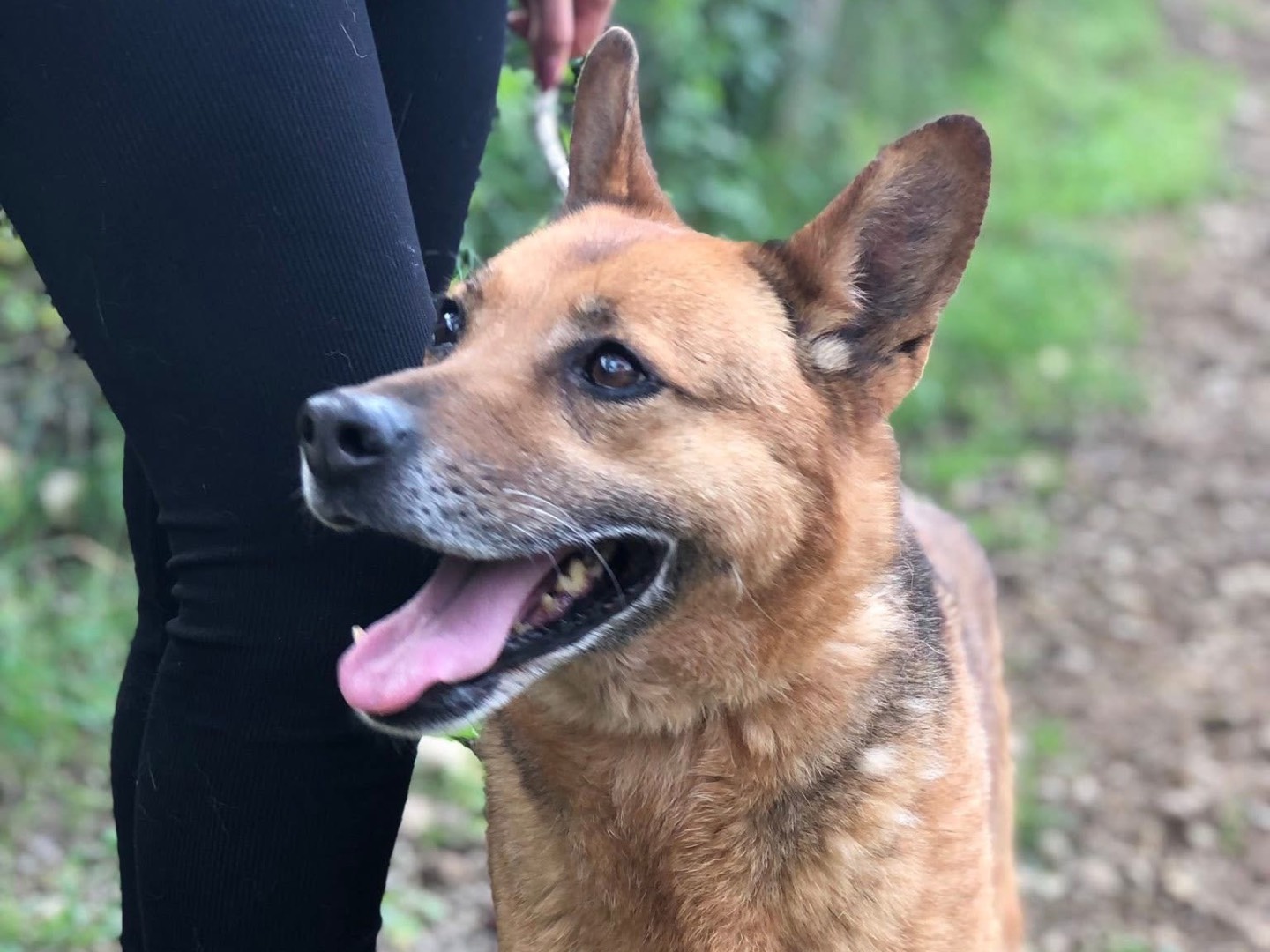 Vuoi adottare un cane a Latina?