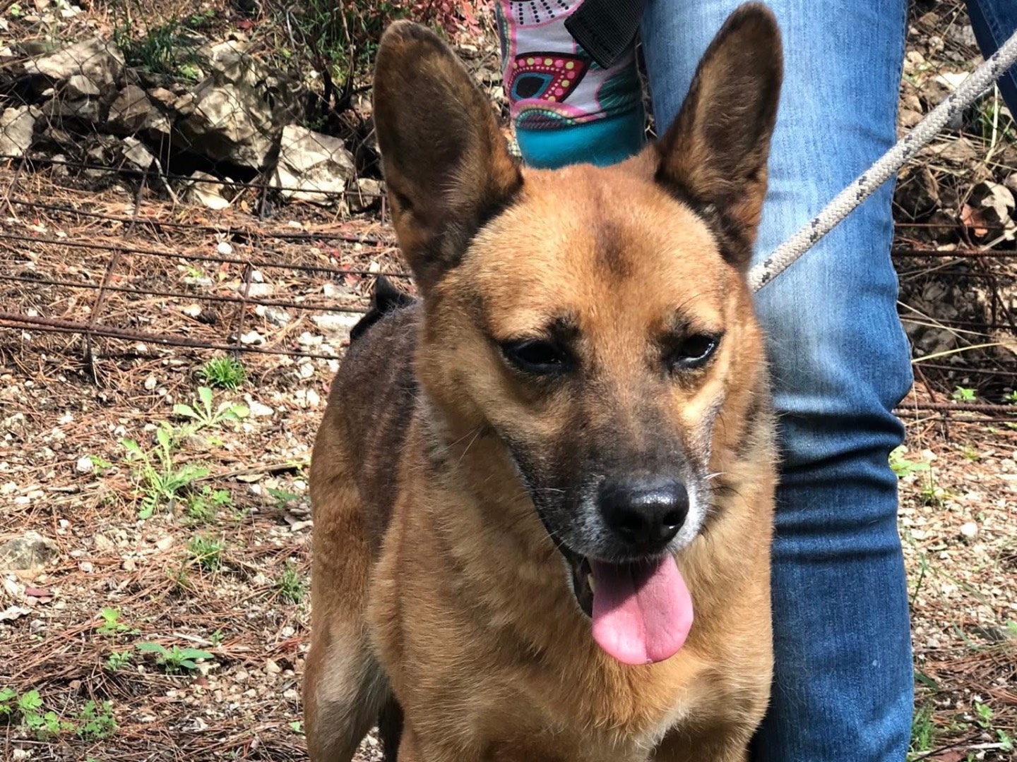 Adotta il cane Nanà a Latina