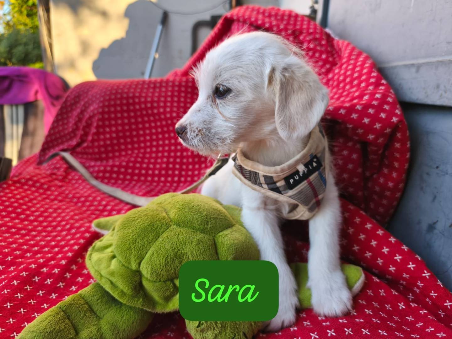 Adozione cane, femmina, Razza sconosciuta Razza sconosciuta, 3 mesi, taglia media contenuta, Avellino