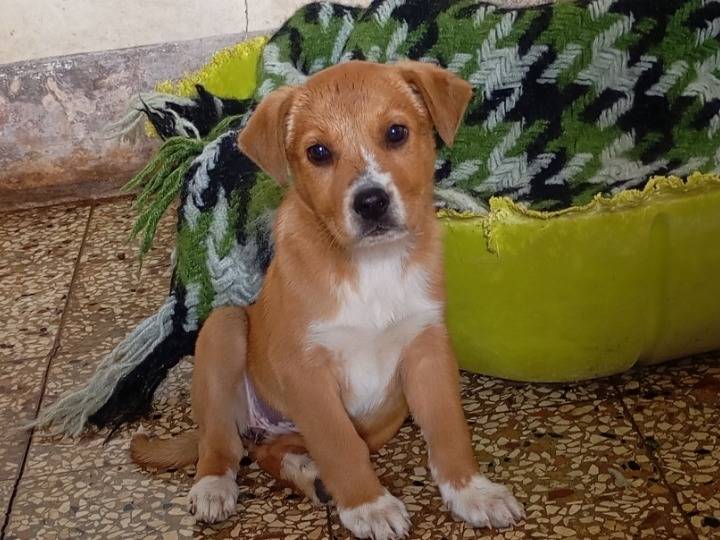 Adozione cane, femmina, Razza sconosciuta Razza sconosciuta, 2 mesi, taglia media, Siracusa