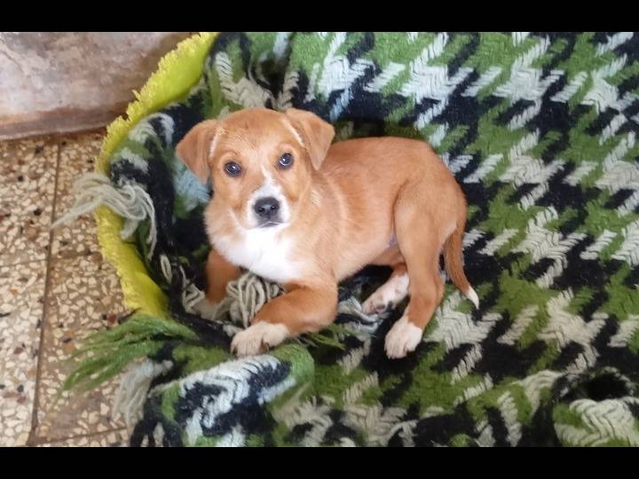 Adotta un cane, femmina, 2 mesi, Siracusa