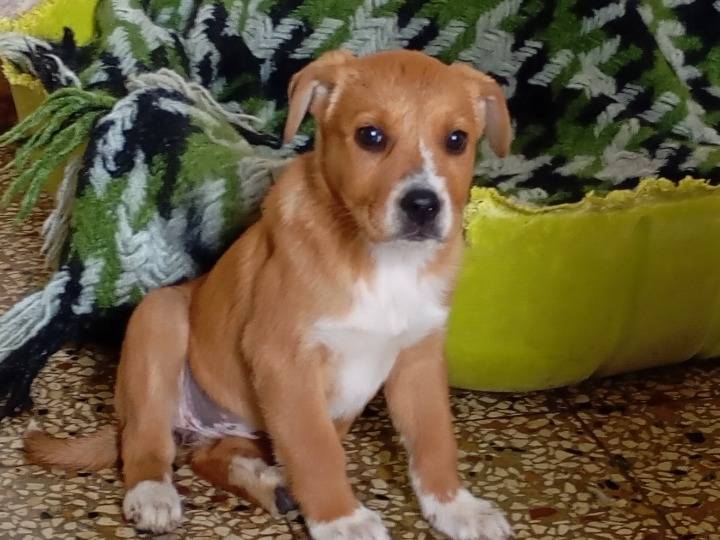 Adotta un cane, taglia media, femmina, Siracusa