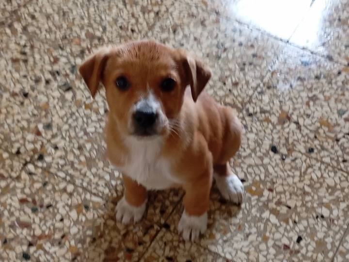 Vuoi adottare un cane a Siracusa?