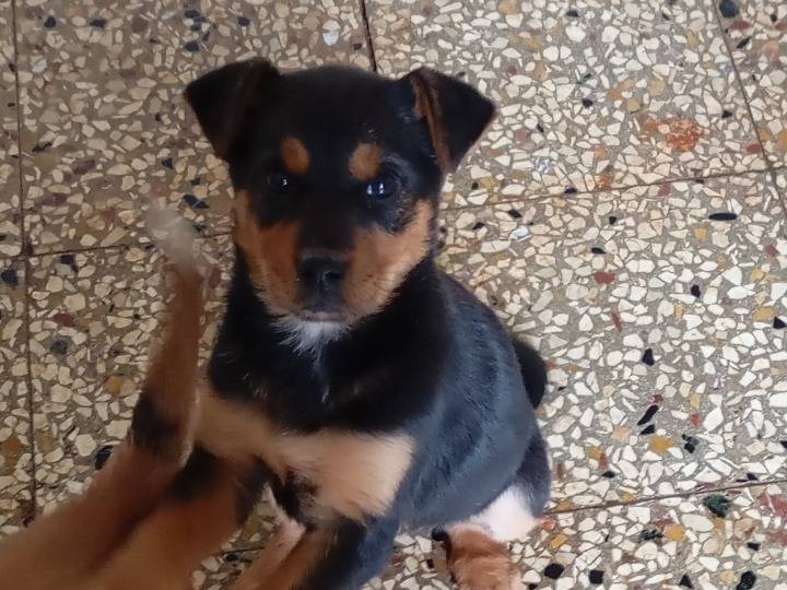 Adotta un cane, femmina, 2 mesi, Siracusa