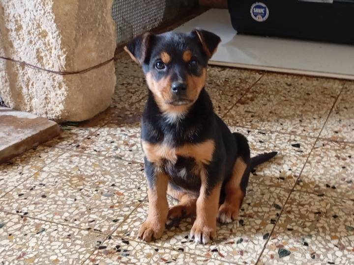 Adotta un cane, taglia media, femmina, Siracusa