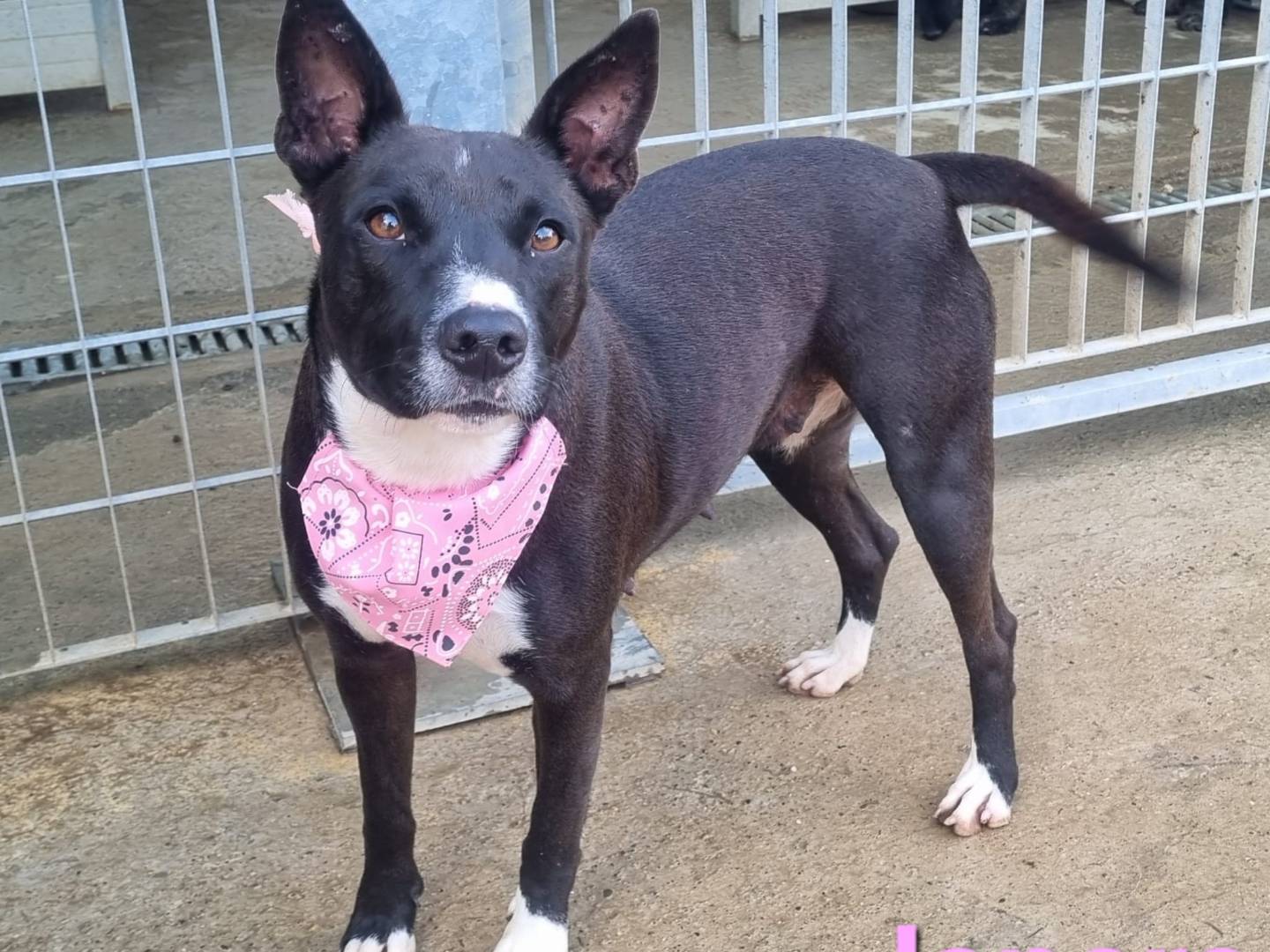 Adotta un cane, femmina, 3 anni, Taranto