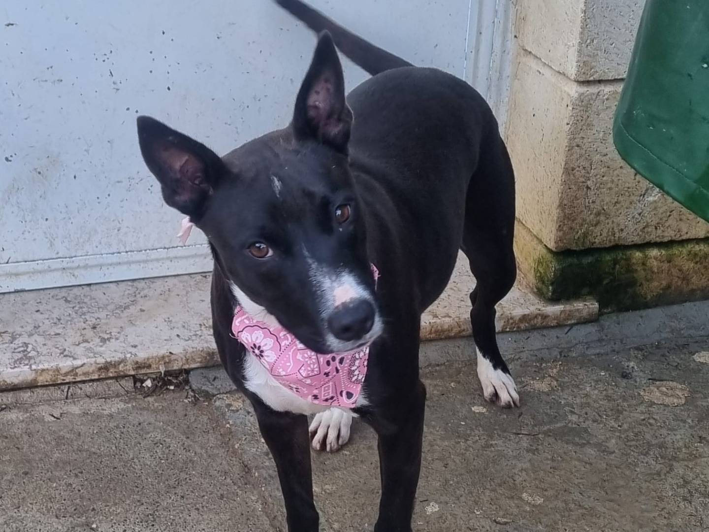 Vuoi adottare un cane a Taranto?