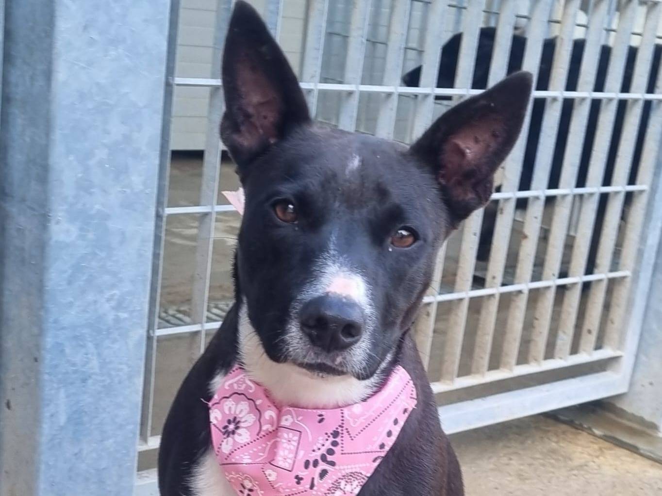 Adotta il cane Janara a Taranto