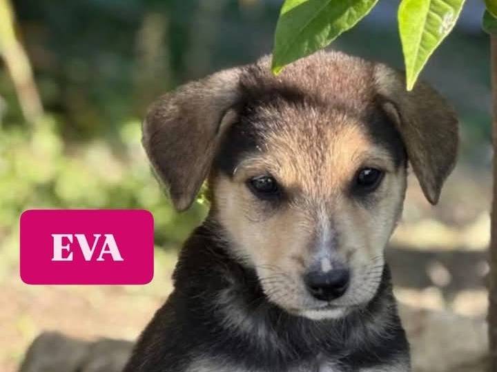 Adozione cane, femmina, Razza sconosciuta Razza sconosciuta, 2 mesi, taglia media, Siracusa