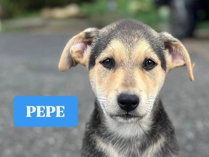 Adozione cane, maschio, Razza sconosciuta Razza sconosciuta, 2 mesi, taglia media, Siracusa