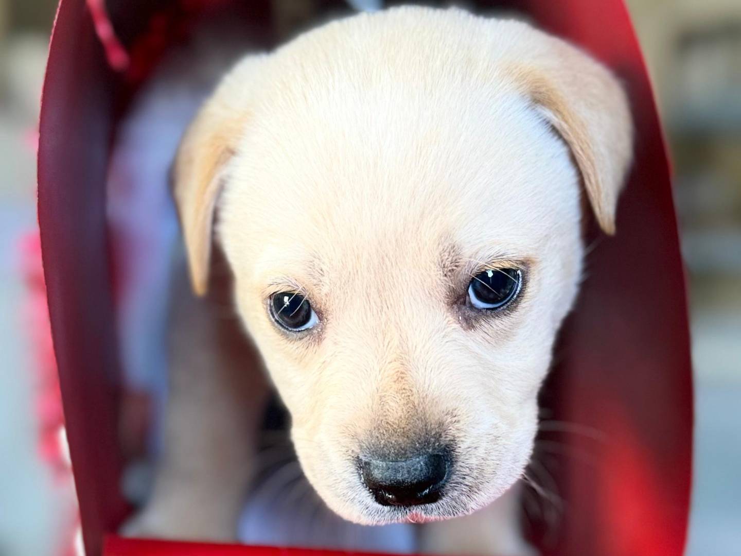 Adozione cane, maschio, Razza sconosciuta Razza sconosciuta, 2 mesi, taglia media, Trapani