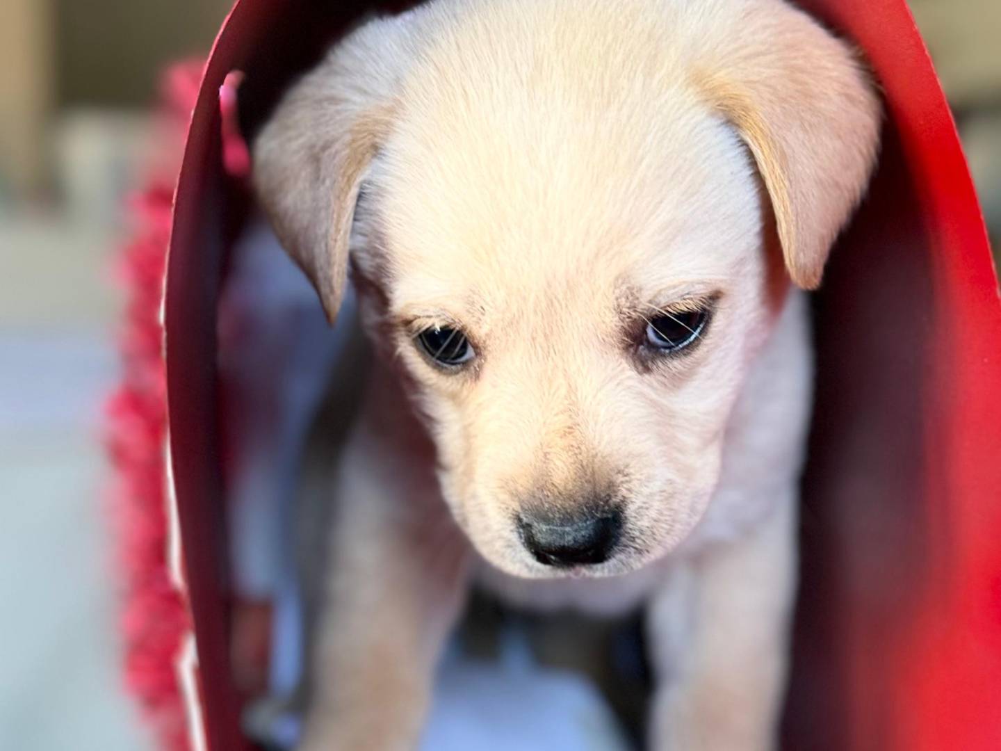Adotta un cane, maschio, 2 mesi, Trapani