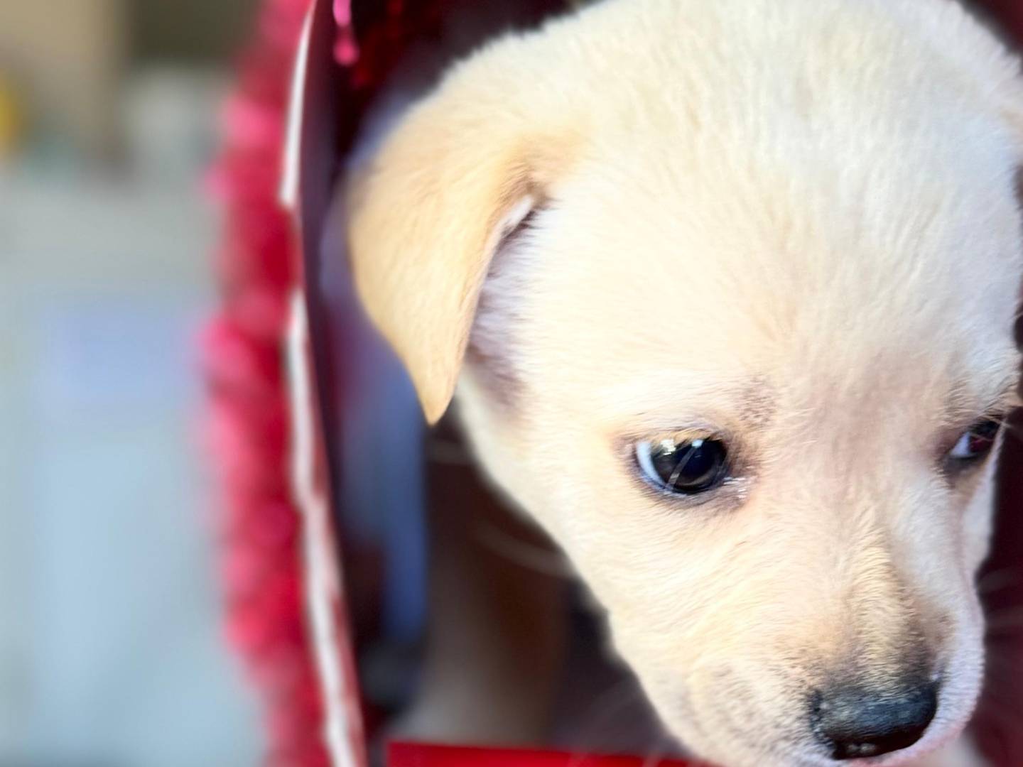 Adotta un cane, taglia media, maschio, Trapani