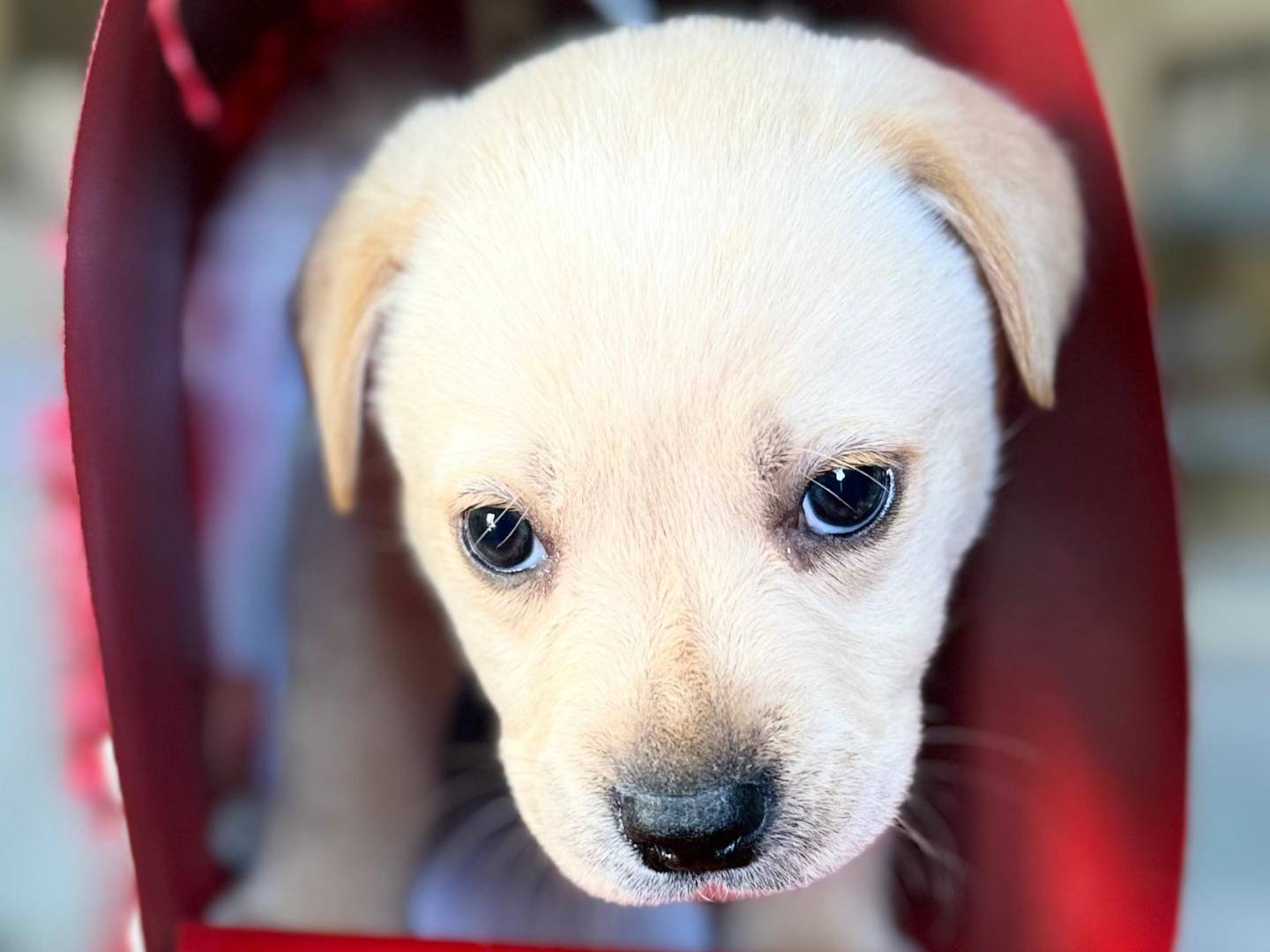 Vuoi adottare un cane a Trapani?