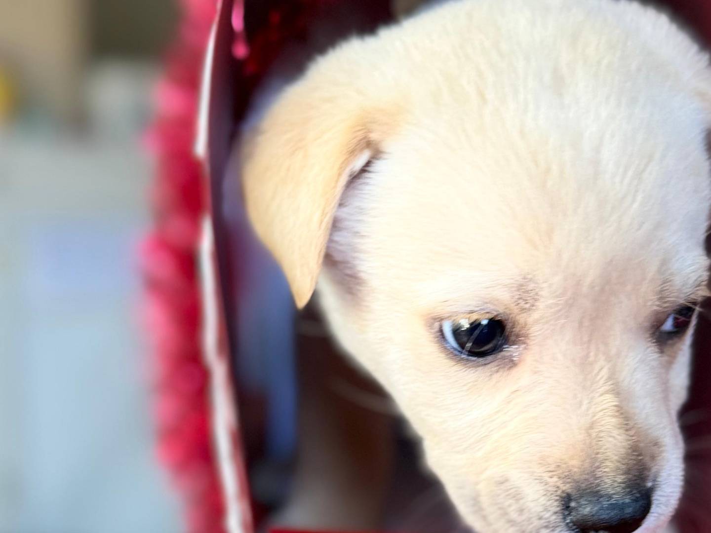 Adotta il cane Simba a Trapani