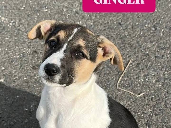 Adozione cane, femmina, Razza sconosciuta Razza sconosciuta, 2 mesi, taglia media, Siracusa