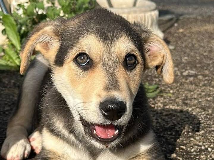 Adozione cane, maschio, Razza sconosciuta Razza sconosciuta, 2 mesi, taglia media, Siracusa