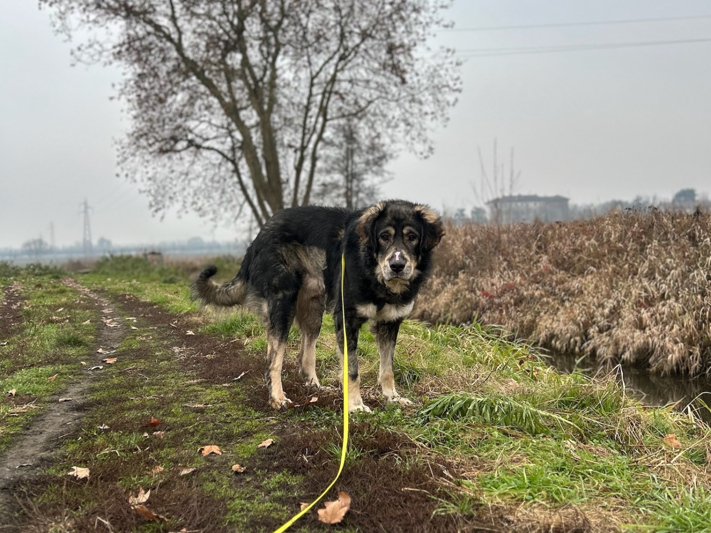 Vuoi adottare un cane a Milano?