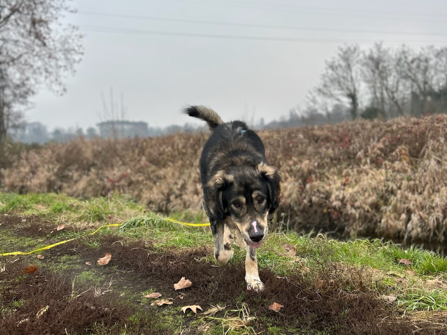Adotta il cane Scirocco a Milano