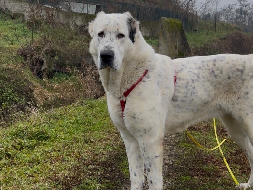 Adotta il cane Asia  a Milano