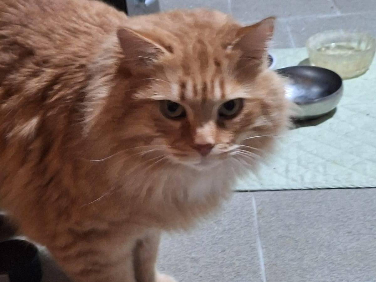 Adotta un gatto, maschio, 1 anno e 2 mesi, Bergamo