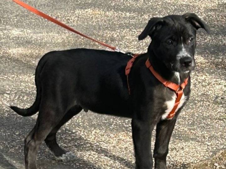 Adozione cane, maschio, Razza sconosciuta Razza sconosciuta, 2 mesi, taglia media, Roma