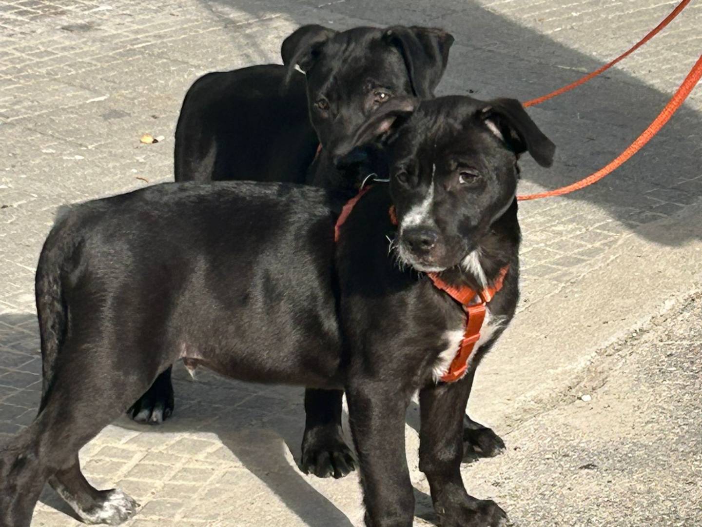 Adotta un cane, maschio, 2 mesi, Roma