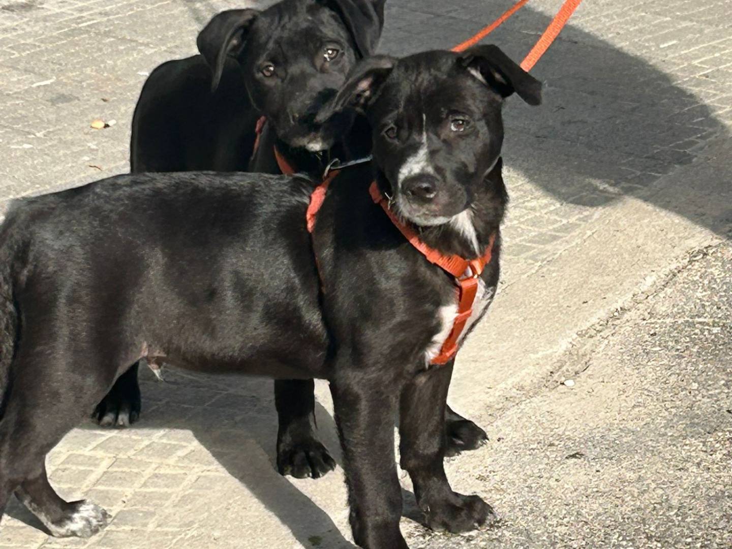 Vuoi adottare un cane a Roma?