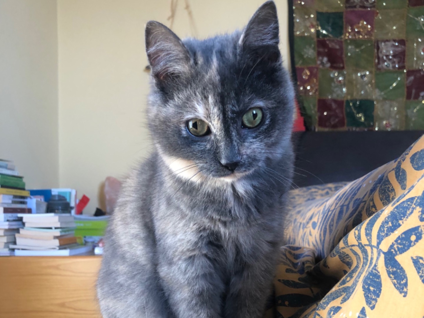 Adozione gatto, femmina, Razza sconosciuta Razza sconosciuta, 4 mesi, taglia non valida, Arezzo