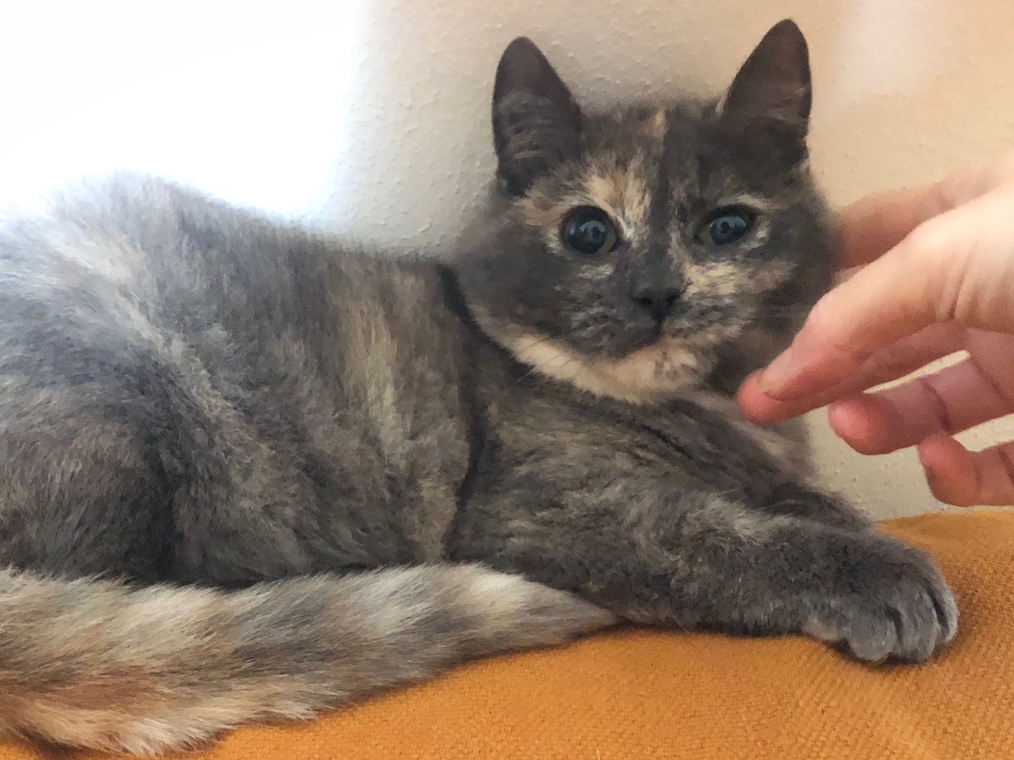 Vuoi adottare un gatto a Arezzo?