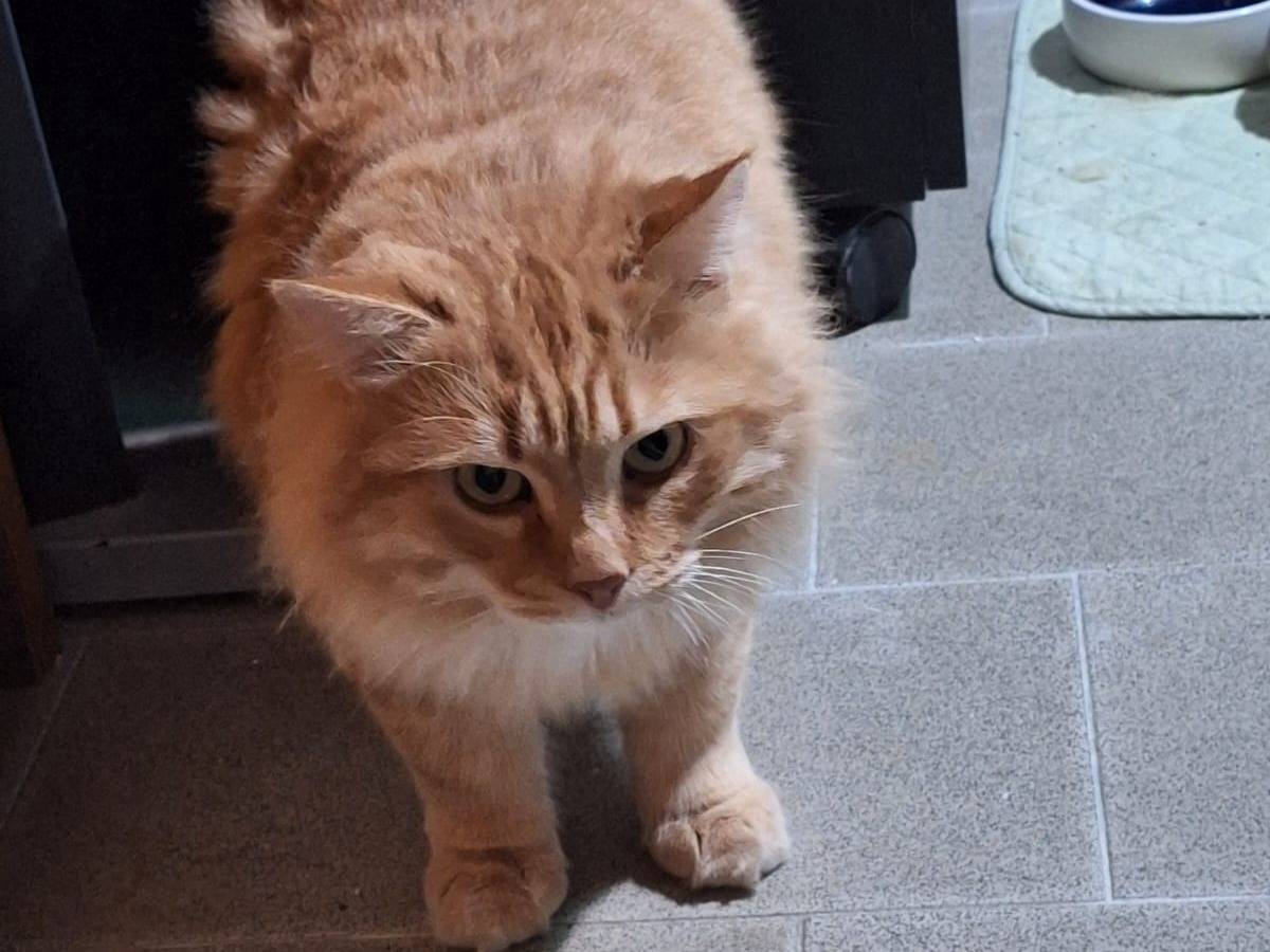 Adozione gatto, maschio, Razza sconosciuta Razza sconosciuta, 1 anno e 2 mesi, taglia non valida, Bergamo