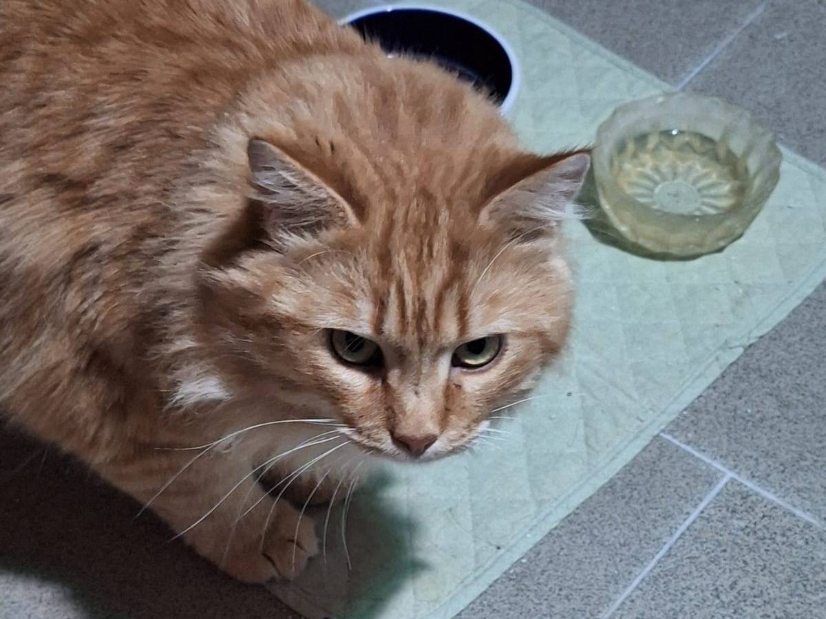 Vuoi adottare un gatto a Bergamo?