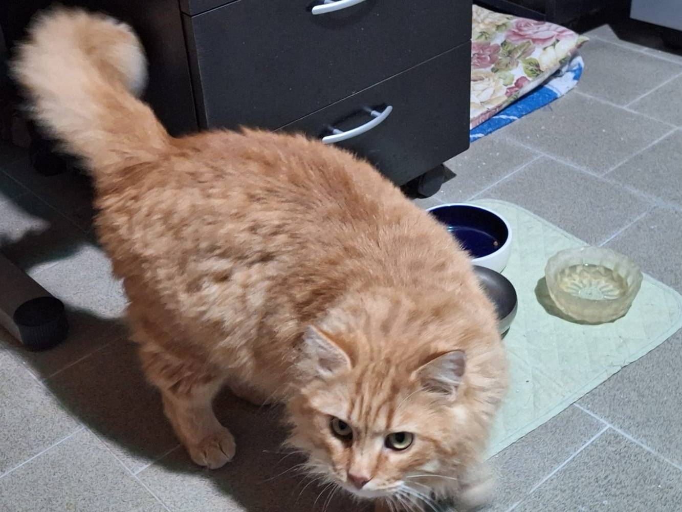 Adotta il gatto Ragù  a Bergamo